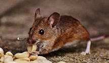24 Hour & Emergency Exterminators in Orfordville, WI